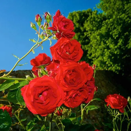 Rossini بيت للعطل لوكا