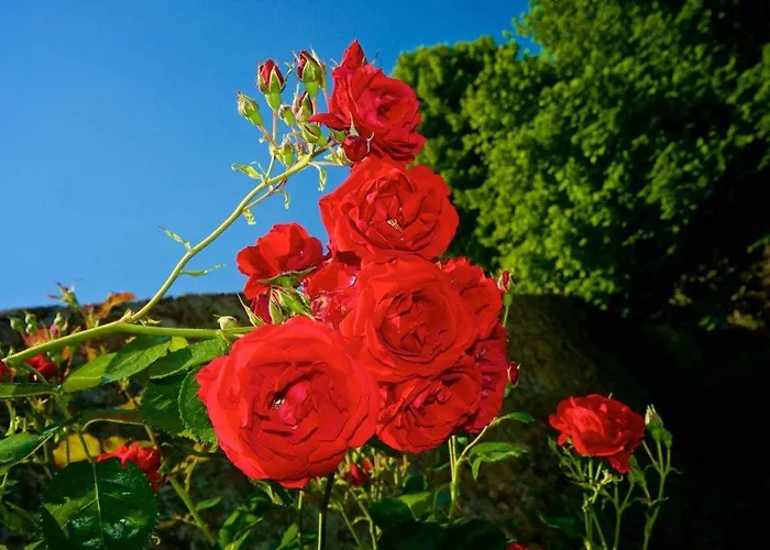 Rossini 別荘 ルッカ